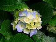 https://www.vtcmf.ru/pub/img/qa/386/Hydrangeas.jpg